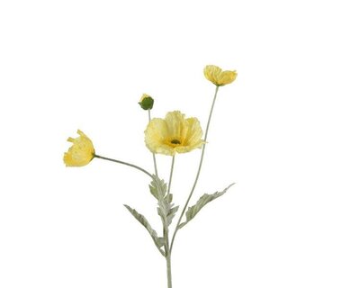 Yellow Poppies on stem