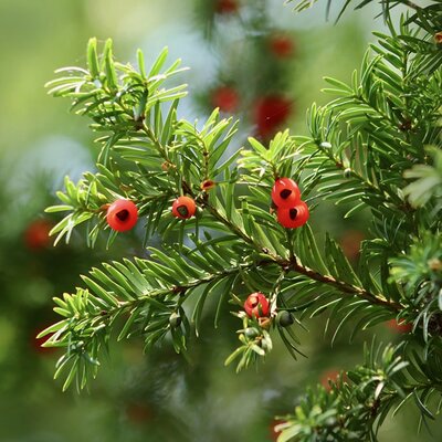 Yew (Taxus baccata)