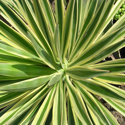 Yucca 'Citrus Twist' (3.6L pot)