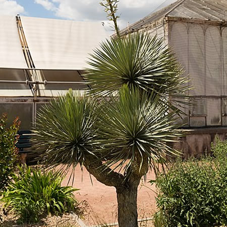 Yucca gloriosa (26cm pot)