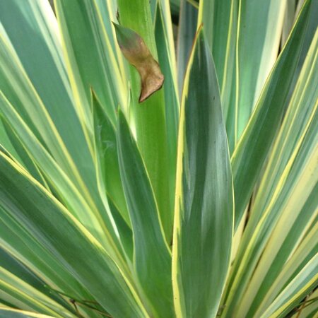 Yucca gloriosa variegata - Photo by cultivar413 (CC BY_SA 2.0)