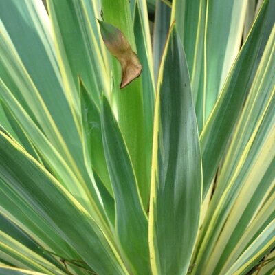 Yucca gloriosa variegata - Photo by cultivar413 (CC BY_SA 2.0)