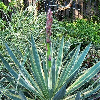 Yucca 'Gloriosa Variegata' (3.6L pot)