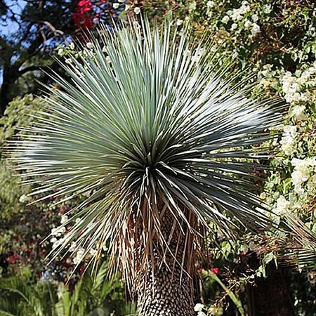 Yucca Rostrata - Photo by Emőke Dénes (CC BY-SA 4.0)