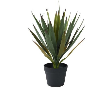Yucca tree in pot