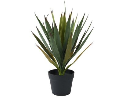 Yucca tree in pot