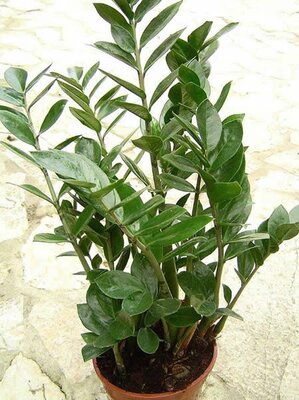 Zamioculcas - Photo by WeFt (CC BY-SA 3.0)
