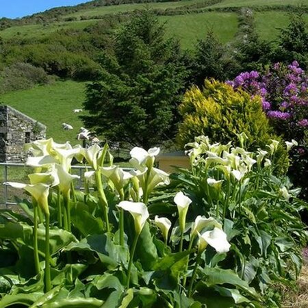 Zantedeschia aethiopica - Photo by Mary and Angus Hogg (CC BY-SA 2.0)