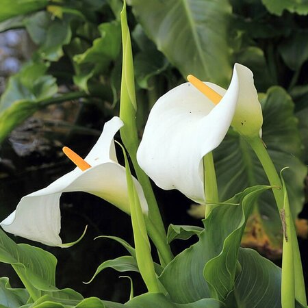 Zantedeschia Eydona 'White' - Photo by Dominicus Johannes Bergsma (CC BY-SA 3.0)