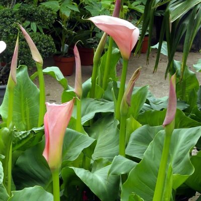 Zantedeschia 'Flamingo' - Public image extract here under fair use