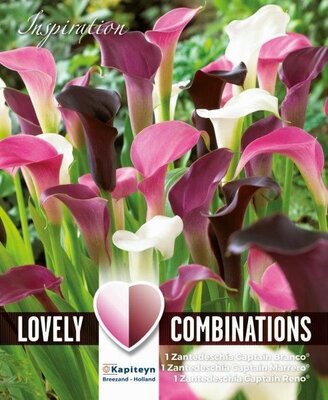 Zantedeschia Pink, White & Almost Black (3 bulbs)