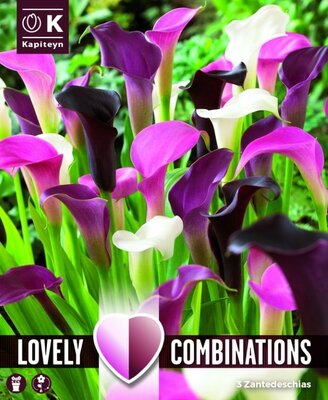 Zantedeschia Pink, White & Almost Black - Image courtesy of Kapiteyn