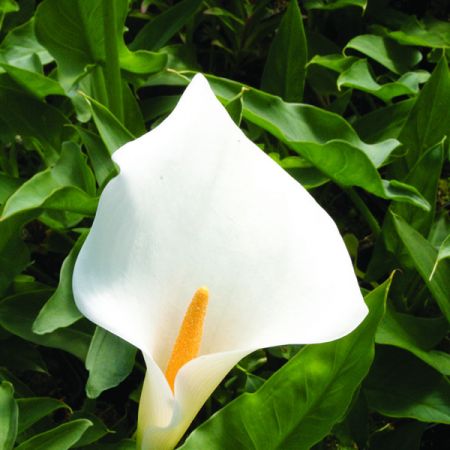 Zantedeschia 'Snowwhite' ® (3L pot)