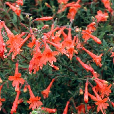 Zauschneria californica 'Glasnevin' - Public image here under fair use