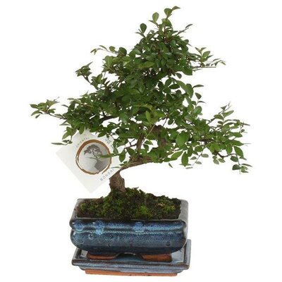 Zelkova - bonsai