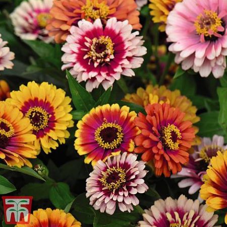 Zinnia Funfair Mix